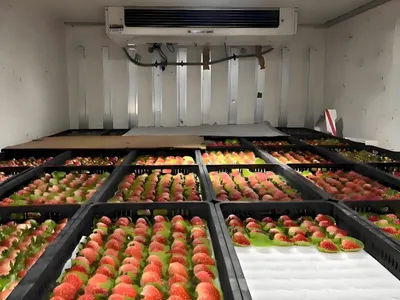 Custom cold room solution tailored to specific temperature requirements and operational conditions.
